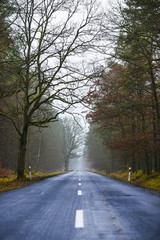 Road in the forest on a foggy day, mysterious forest.