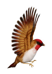 3D Rendering Scarlet Finch on White