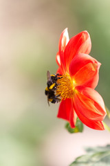 Bumblebees on flowers. Two bumblebee close-ups, the background is blurred.