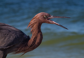 Redish Egret Sarasota Florida speaking