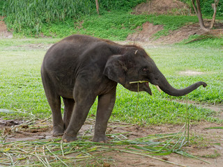 Baby male Indian elephant eating grass while breaking between the show in elephant camp in northern part of Thailand