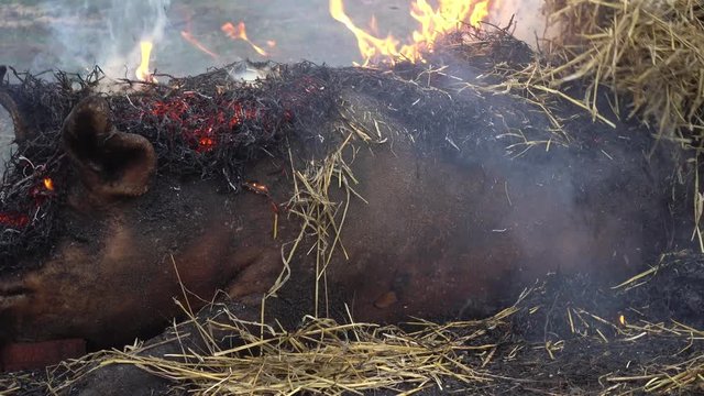 Traditional village pig slaughter in eastern European countries video 4k. 
