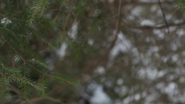 Pine branch with snow swinging from the winter wind