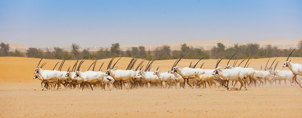 Arabian Oryx Herd in Abu Dhabi