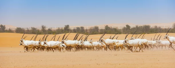 Selbstklebende Fototapete Abu Dhabi Arabian Oryx Herd in Abu Dhabi