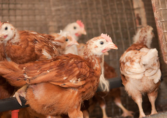 Brown chickens in cages at the poultry farm