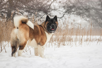 American akita 8 months old male posing in the snow.