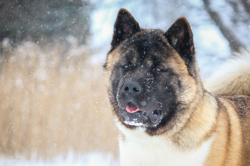 American akita 8 months old male posing in the snow.