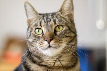 Domestic marble cat portrait, eye contact, cute kitty face