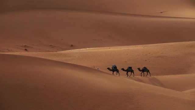 Camel caravan going through the sand dunes in the Sahara desert, Morocco, 4k

