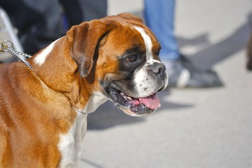 Portrait of a red and white boxer dog on a walk