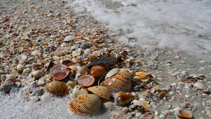 Ocean Jewels