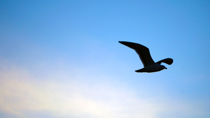 Flighty