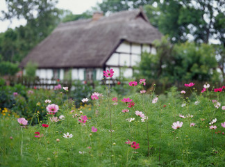 Fototapeta na wymiar flowers and old wooden house in Kluki, Poland