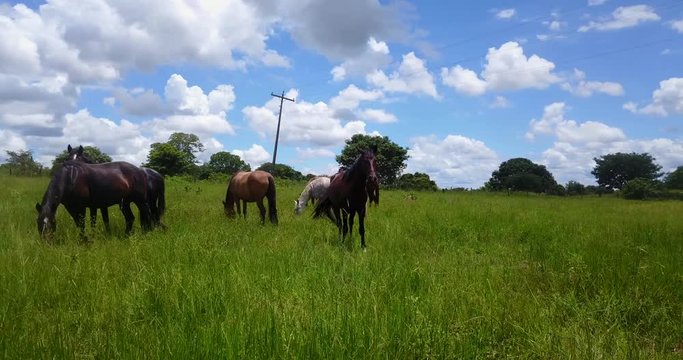 Drone 4K footage circling farm horses. Horses in green field3