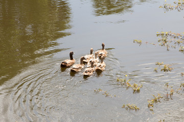 The flock of ducks is living on edge of canal or the river.