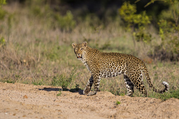 Female leopard with an eye problem in Sabi Sands Game Reserve, part of the Greater Kruger Region, in South Africa