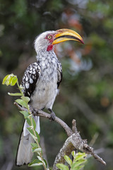 Fototapeta premium Southern yellow-billed hornbill in Sabi Sands Game Reserve, part of the Greater Kruger Region, in South Africa