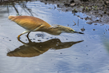 Squacco Heron fishing in Lake Panic with a reflection in the water in Krugerpark in South Africa