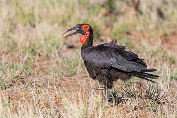Southern ground hornbill wlking over the savanna looking for food in Krugerpark in South Africa