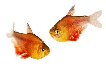 Fototapeta premium Swarm of Orange Red Flame Tetra Hyphessobrycon flammeus Rio tetra tropical aquarium fish 