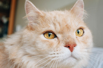 Cat is looking something