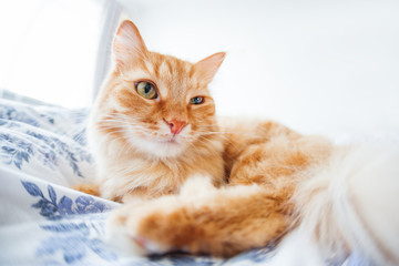 Cute ginger cat with funny expression on face lies on bed. The fluffy pet comfortably settled to sleep or to play. Cute cozy background, morning bedtime at home. Fish eye lens effect.