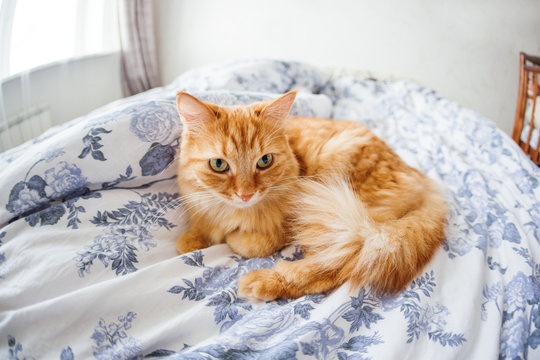 Cute Ginger Cat With Funny Expression On Face Lies On Bed. The Fluffy Pet Comfortably Settled To Sleep Or To Play. Cute Cozy Background, Morning Bedtime At Home. Fish Eye Lens Effect.