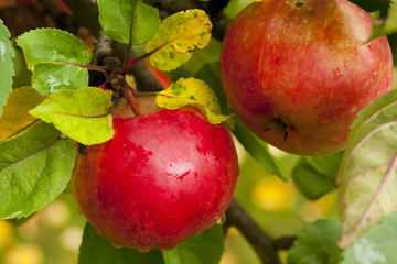 Red apples growing on tree after rain on green leaves background.