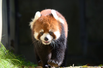 動物園のレッサーパンダ