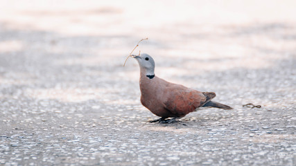 Red Turtle Dove