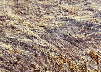Close up view of transparent ice surface, frozen hay seen through it
