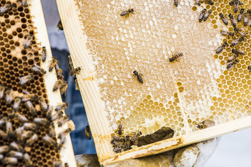 Urban Beekeeper holding a hive frame with honey and bees.