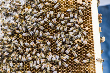 Close up of urban honey bees on a frame