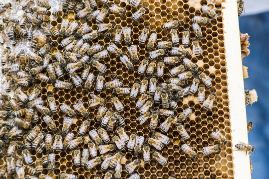 Close up of urban honey bees on a frame