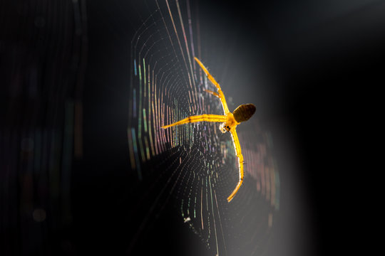 Beautiful yellow spider on the spider webs with dark background.