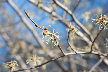 Witch hazel tree blooms in the spring. Hamamelis mollis