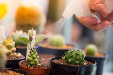 Hands water spraying cactus. Green plant close up.