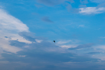 A bird in the blue summer sky