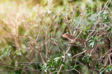 closeup of chameleon lizard in nature.