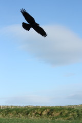 Fototapeta na wymiar Hawk Flying in Sky