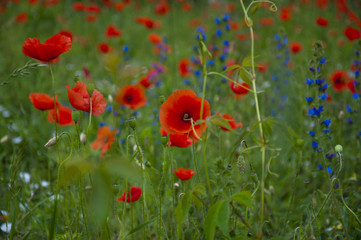 Obraz premium Maki na łące