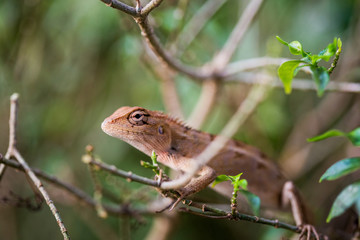 closeup of chameleon lizard in nature.