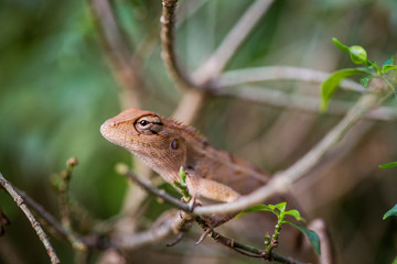 closeup of chameleon lizard in nature.