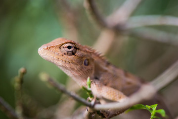 closeup of chameleon lizard in nature.