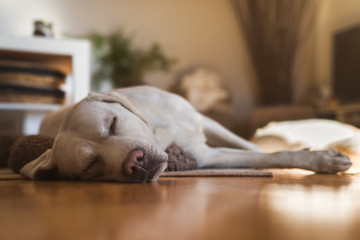 young cute adorable tired labrador retriever dog puppy sleeping at home on the floor