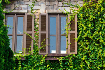 Windows with a creeper on its front wall