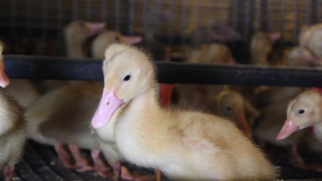Ducks in a cage on a farm. The farming of ducks for meat