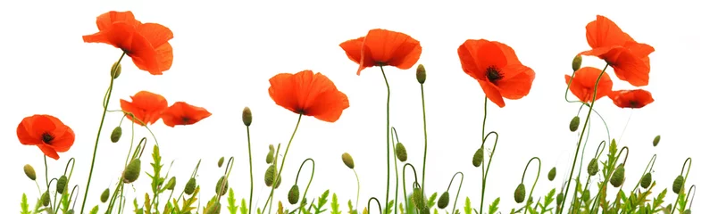 Papier Peint photo Coquelicots Fleurs de pavot rouges isolées.