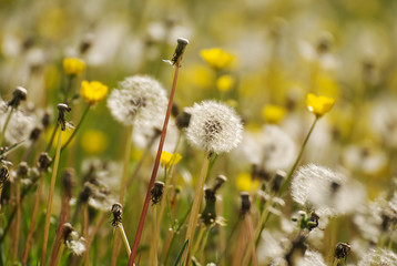 Dandelions on a field in summer 
